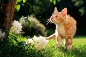 Интересные факты из жизни кошек10