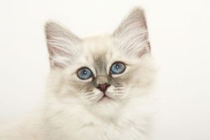 Интересные факты из жизни кошек11