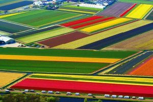 Когда в Голландии цветут тюльпаны4