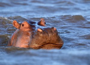 Бегемоты любят купаться в озере