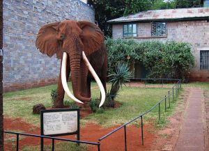 Любимый слон президента Кении