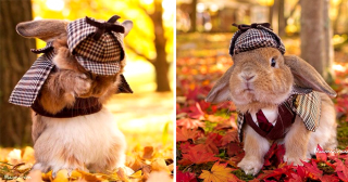 PuiPui – самый стильный кролик на Земле!