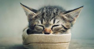 45 беспринципных котов, которые могут уснуть где угодно