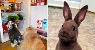 20 ситуаций, когда кролики ведут себя как люди… 