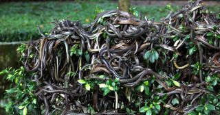 10 ужасающих фактов о змеином острове