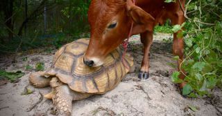Невероятно трогательная дружба теленка и черепахи