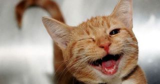15 котов развенчали миф о том, что животные не улыбаются