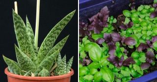 6 бесценных лекарственных растений, которые стоит выращивать дома