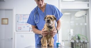 6 способов обмана, которыми пользуются ветеринары