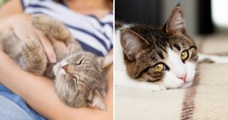 11 признаков кошачьей депрессии, которые нельзя игнорировать