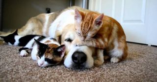 Как кошка с собакой: 20 смешных фото о взаимоотношениях домашних питомцев