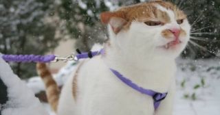 Снег кружится, летает, летает: 20 смешных реакций кошек на зимнюю погоду