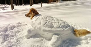 20 смешных фото собак, увидевших снег