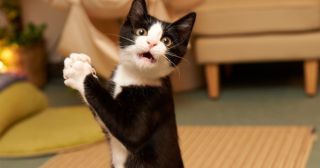 20 смешных фото котиков, которые любыми способами вызывают умиление у своих хозяев