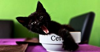 20 смешных фото, развенчивающих стереотипы о том, что черные кошки – это страшные животные