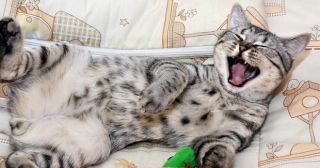 20 забавных фото кошек, которые очень уморительно смеются