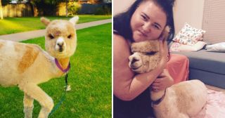Очаровашка альпака – новый любимец Instagram