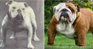 12 пар фотографий собак, доказывающих, что не все породы похожи на своих предков   