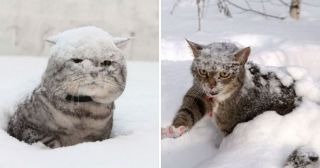 25 фото о котах, которые жить не могут без снега
