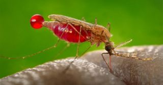 25 удивительных фактов о комарах, которые вы не знали