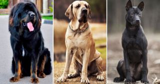25 самых необычных пород собак