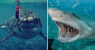 25 интересных фактов об акулах
