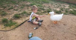 Малыш и утка – друзья навек