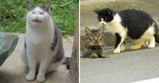 15 доказательств, что кошки – самые смешные животные