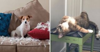 Один дома: 25 комичных фото о том, как проводят будни коты и собаки