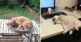 30 позитивных фотографий о том, что собаки те еще сплюшки