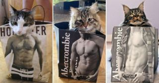Коты в пакетах: 20 фото, увидев которые вы не сможете сдержать улыбку