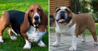 10 популярных пород собак, которые заслуженно можно назвать «никудышными защитниками»