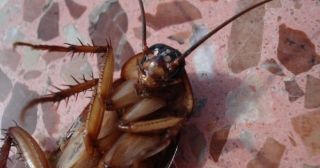 Лучше и не знать: 10 редких фактов о тараканах