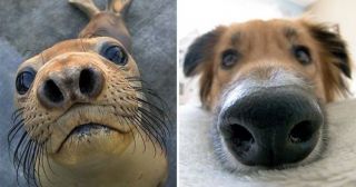 25 милых фото, которые убедят вас, что собаки и тюлени – родственники