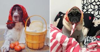 В Instagram собак одевают, как русских бабушек, и это смешно до слёз