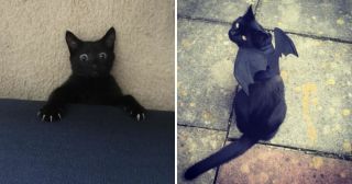 25 фотографий, которые доказывают, что жизнь скучна без черного кота