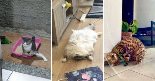 20 смешных фото из серии «Ваша кошка сломалась. Несите следующую!»