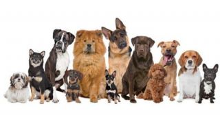 Собаки: особенности пород и рекомендации по выбору
