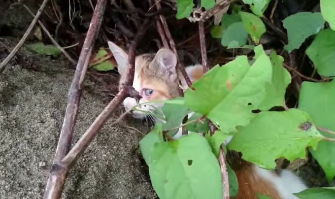 Упавший котенок сидел в кустах