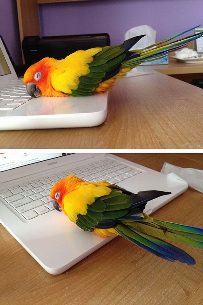 попугай на ноутбуке