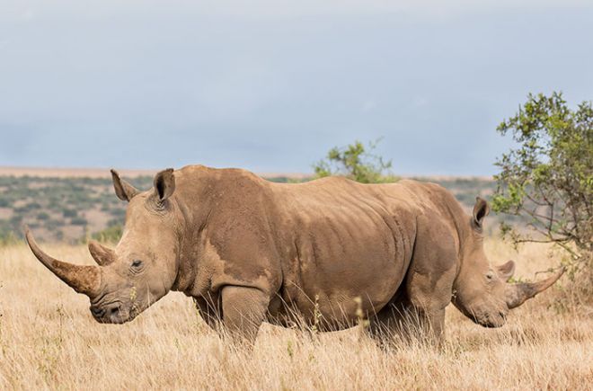 Двухсторонний носорог