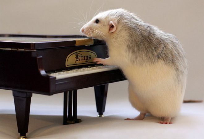 Крыса и рояль