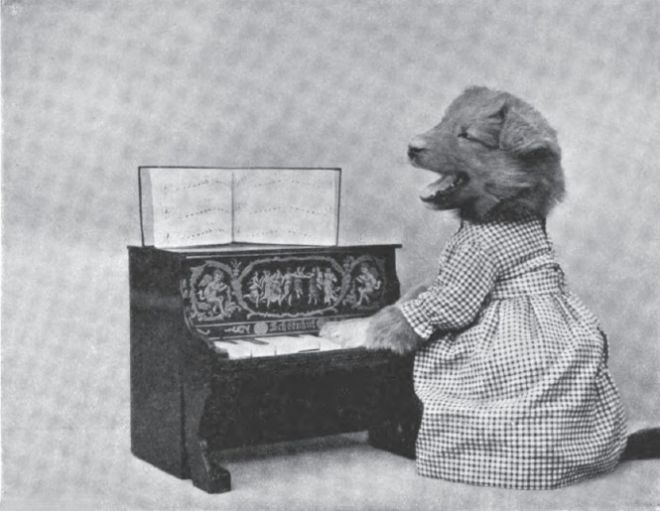 Щенок играет на пианино