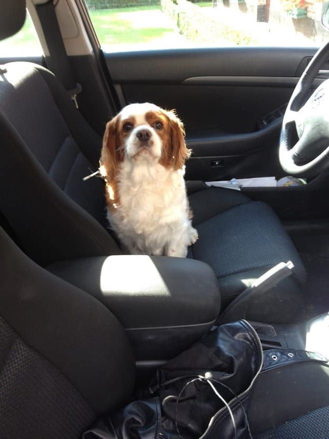Собачка на водительском сидении