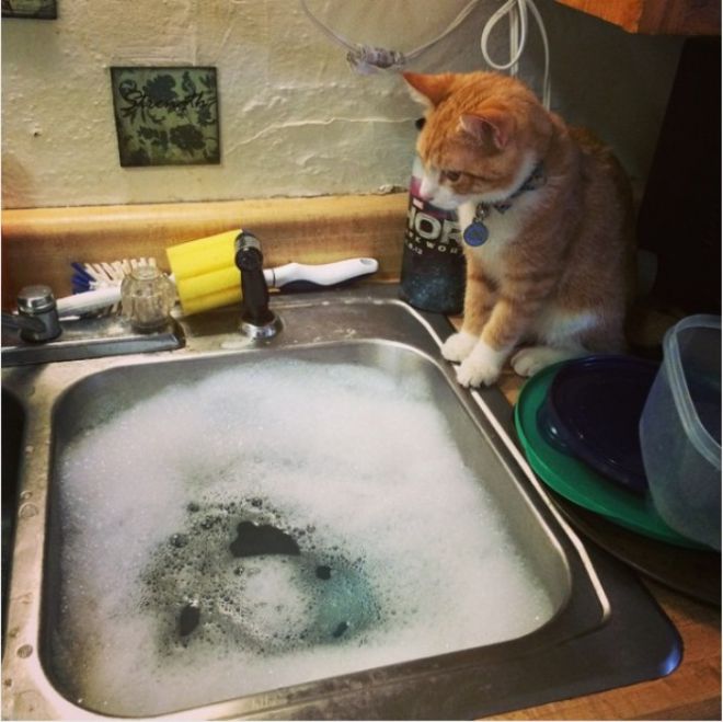 Кот смотрит на воду в раковине