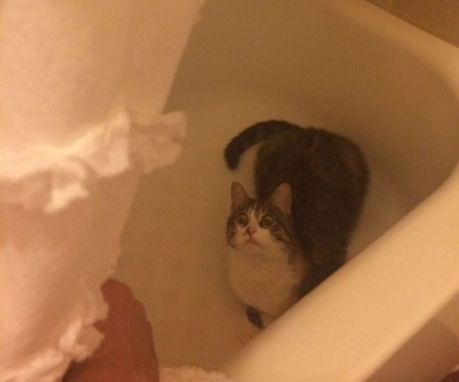 Кошка сидит в ванне с шальными глазами