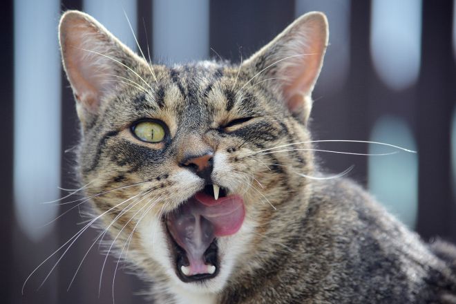 Кот с языком