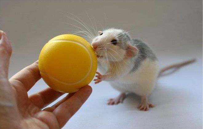 Крыса с мячиком
