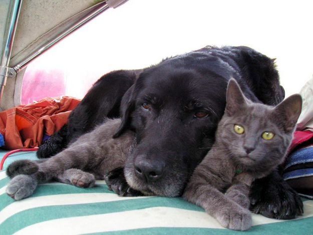 Старый пес и серый кот