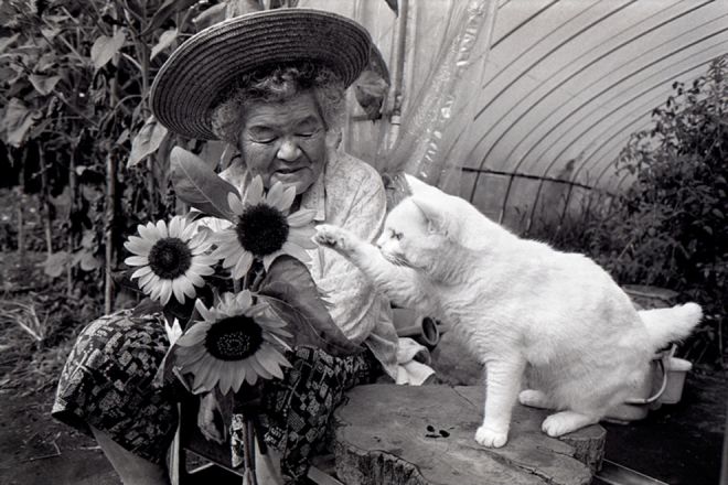 Бабушка с котом наслаждаются подсолнухами